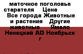 маточное поголовье старателя  › Цена ­ 2 300 - Все города Животные и растения » Другие животные   . Ямало-Ненецкий АО,Ноябрьск г.